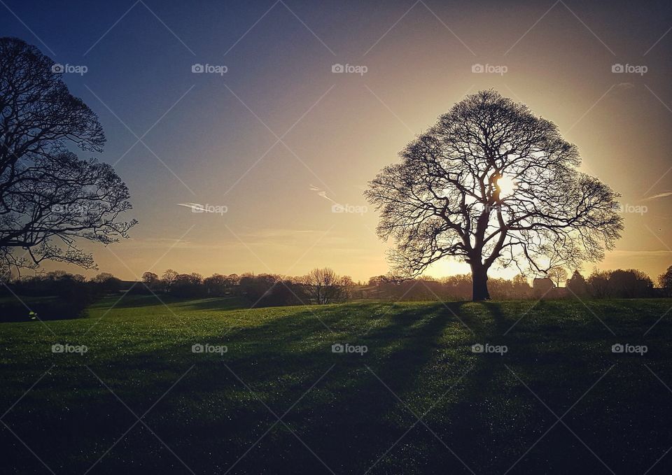 Tree at dawn