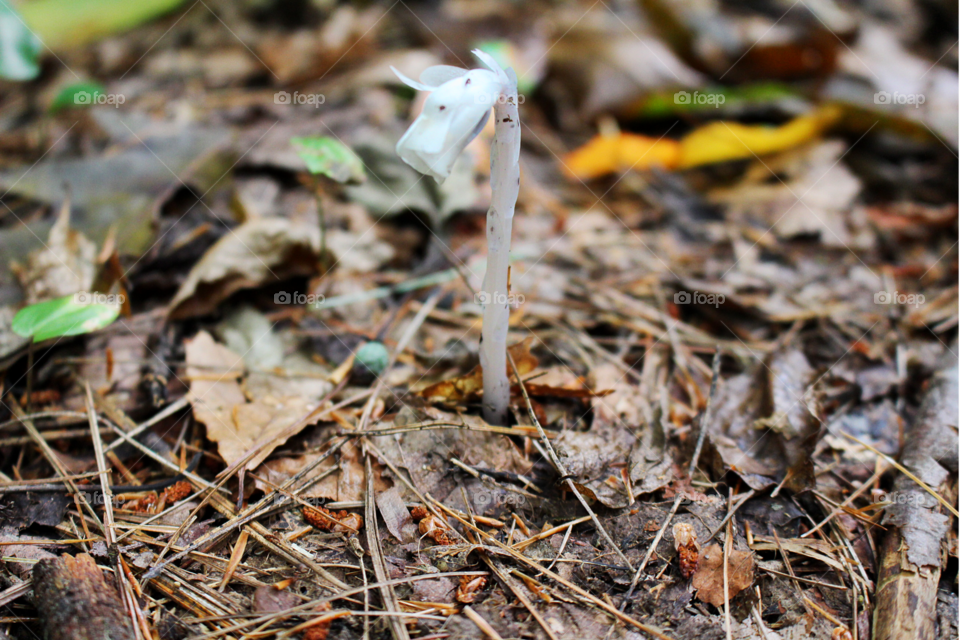 A rare Indian pipe flower rises out of the mulch during a warm spring day