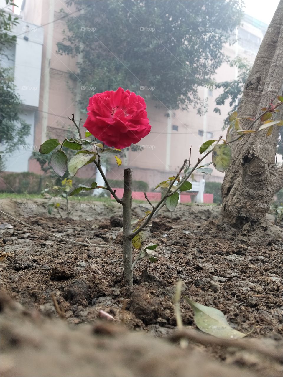 Portrait of a Red Rose captured by me from my android mobile phone.😍🌱📸