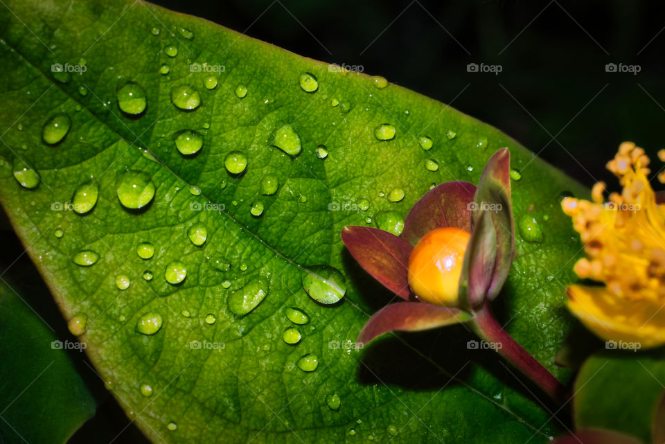 Water drops on green leaf