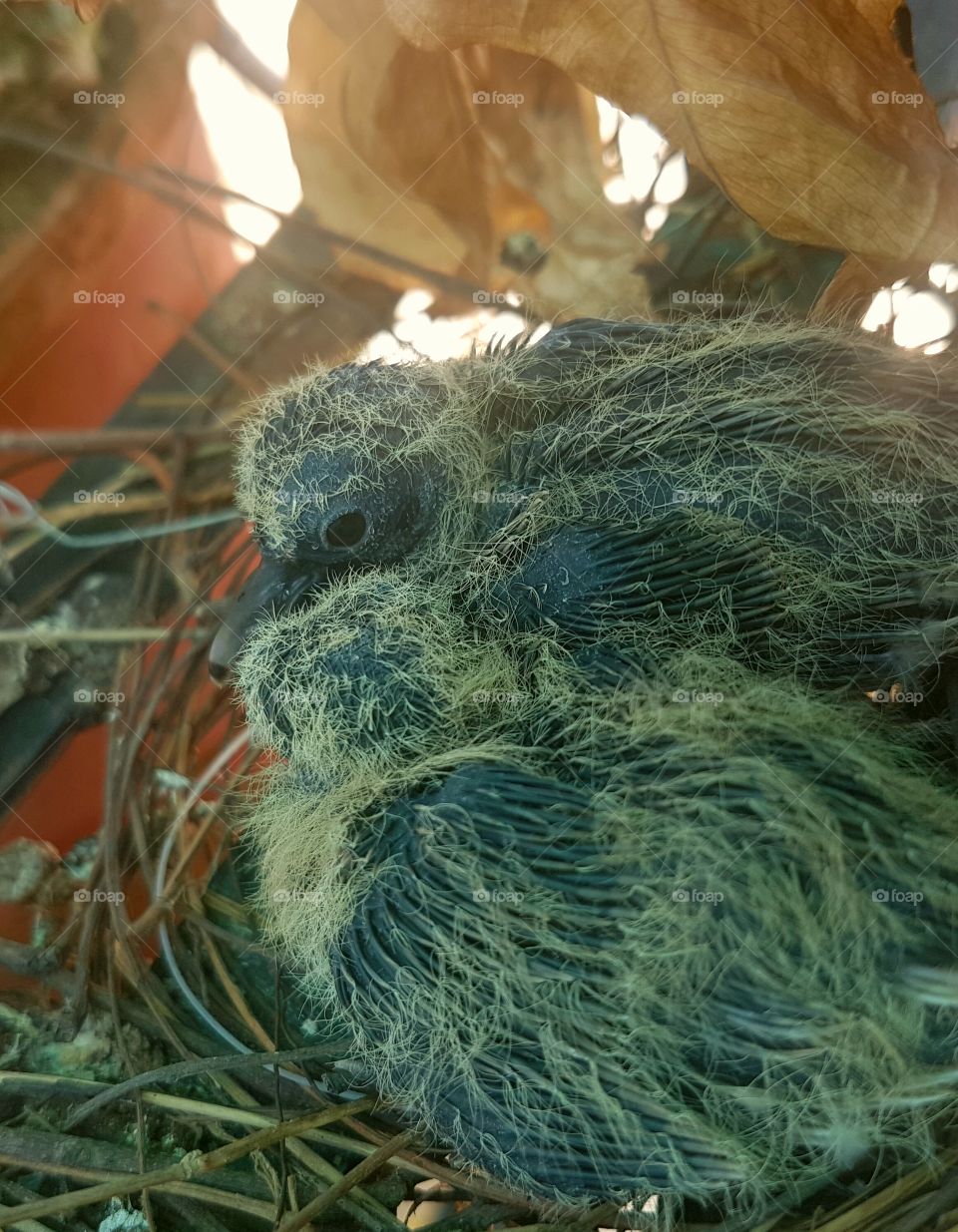 pigeons in nest