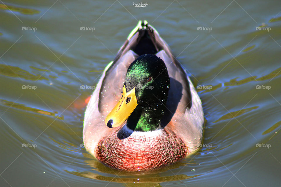 The Mallard