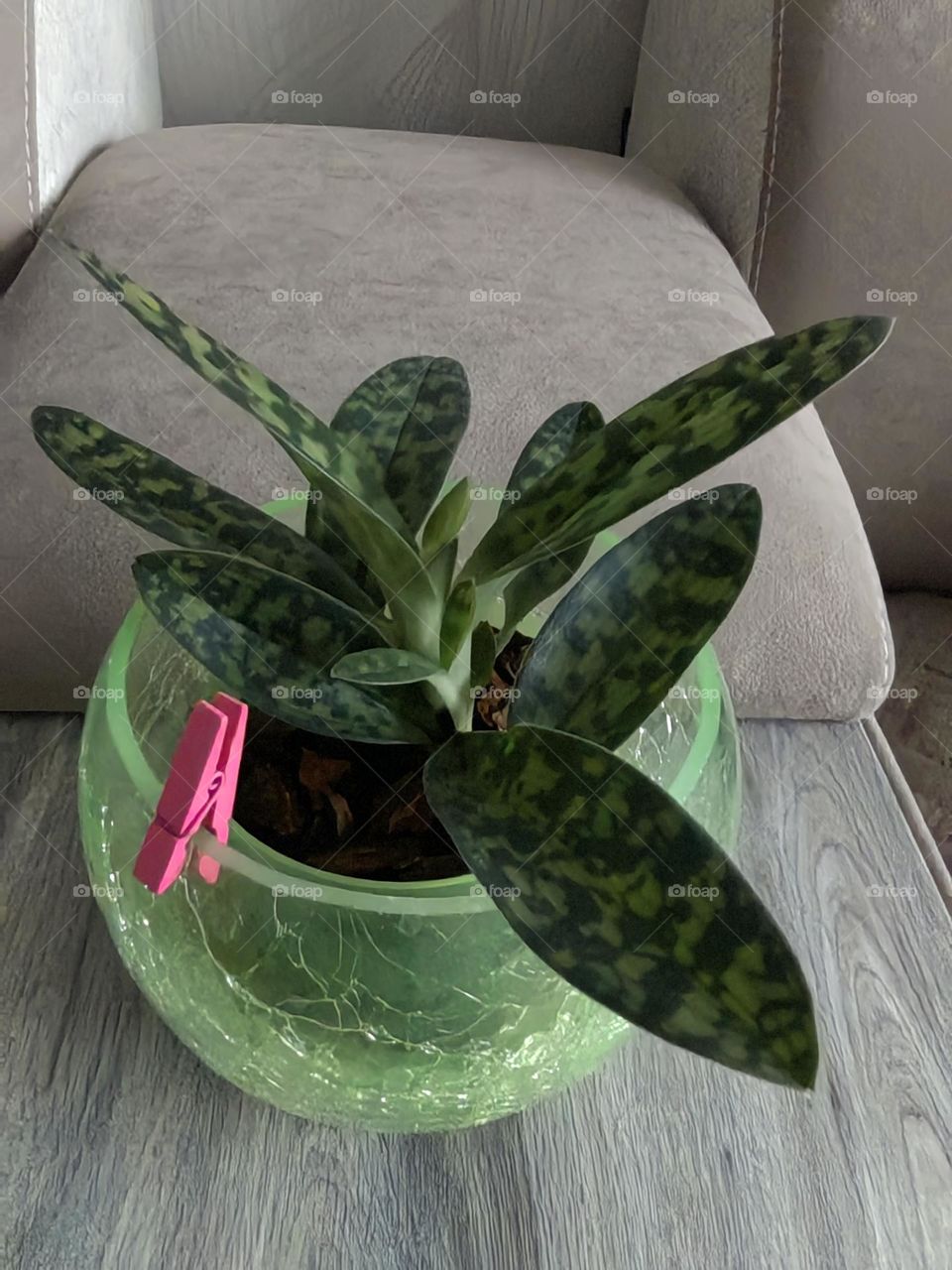 Венерин башмачок