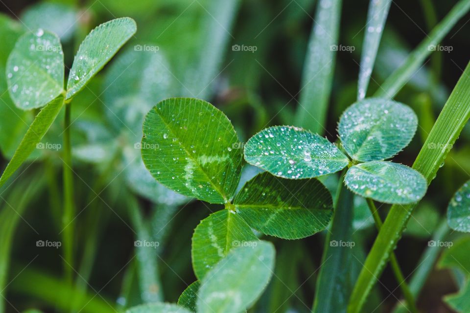 Clovers