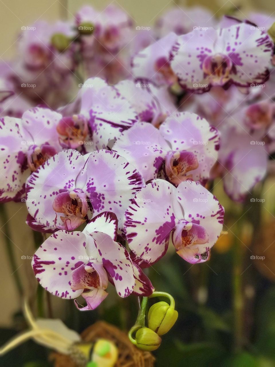 Pink Orchids Hong Kong