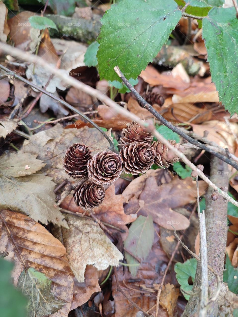 pine cones