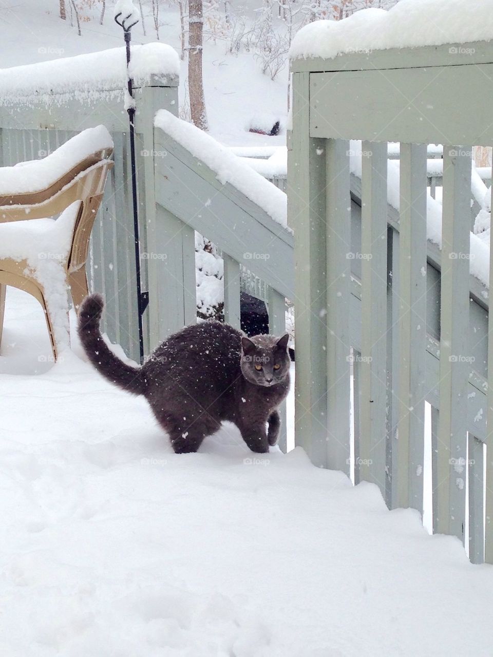 Gray Cat in the Snow