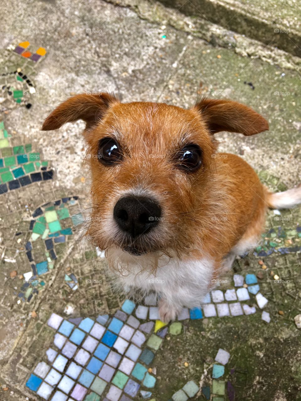 Cute dog is looking up to the camera 