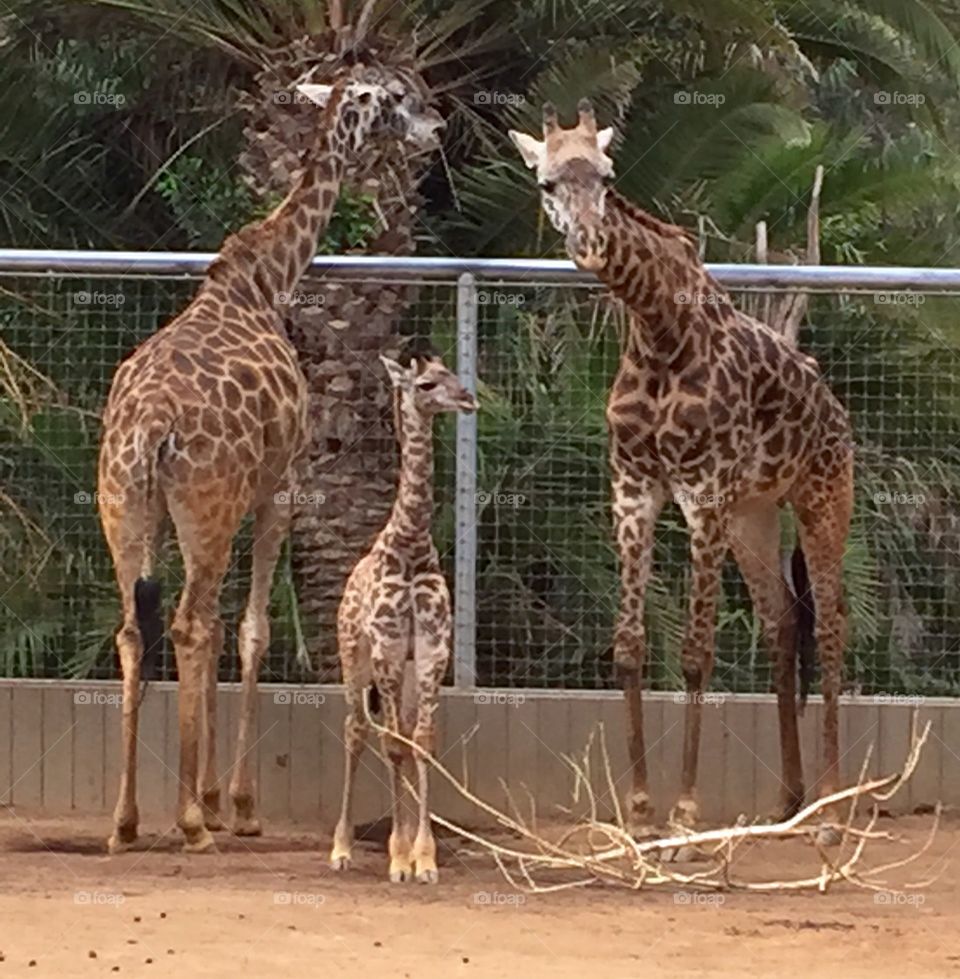 Baby giraffe. San Diego zoo