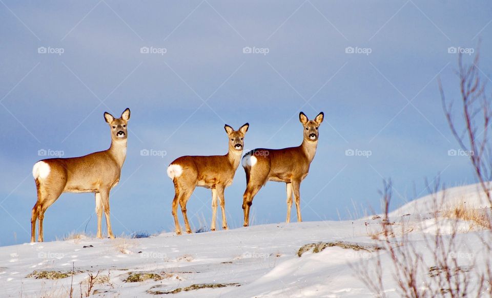 Wild deer