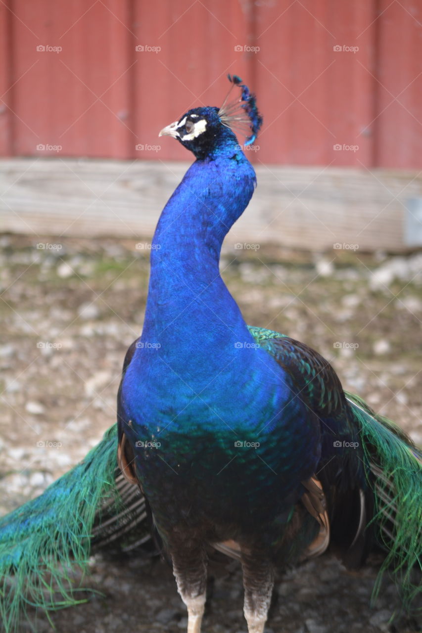 Peacock