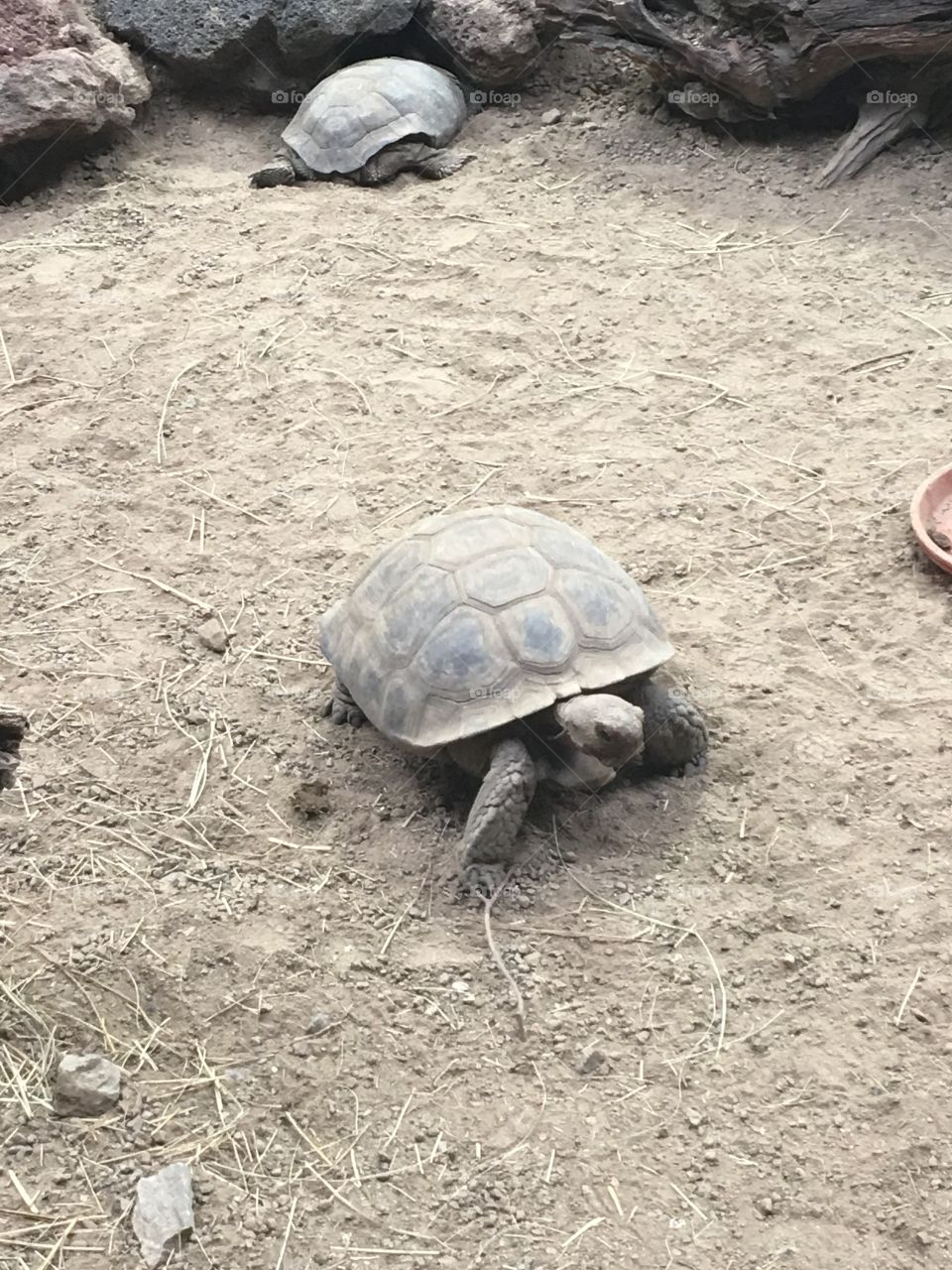 Turtle, Reptile, Nature, Shell, Tortoise