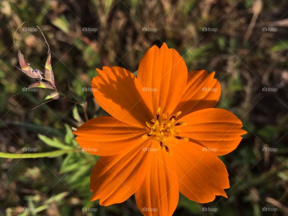 Orange Single marigold flower...