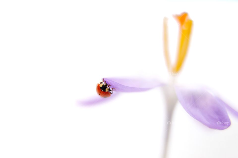 Ladybug on the purple flower 