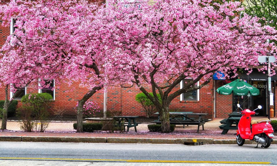 Springtime in Portland Maine 