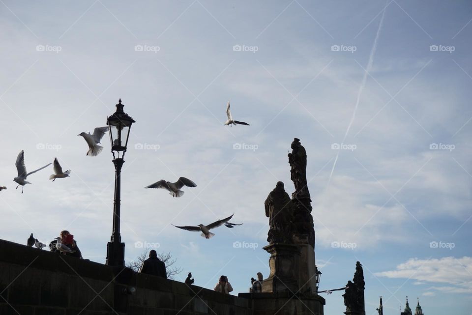 Urban#birds#fly#sky