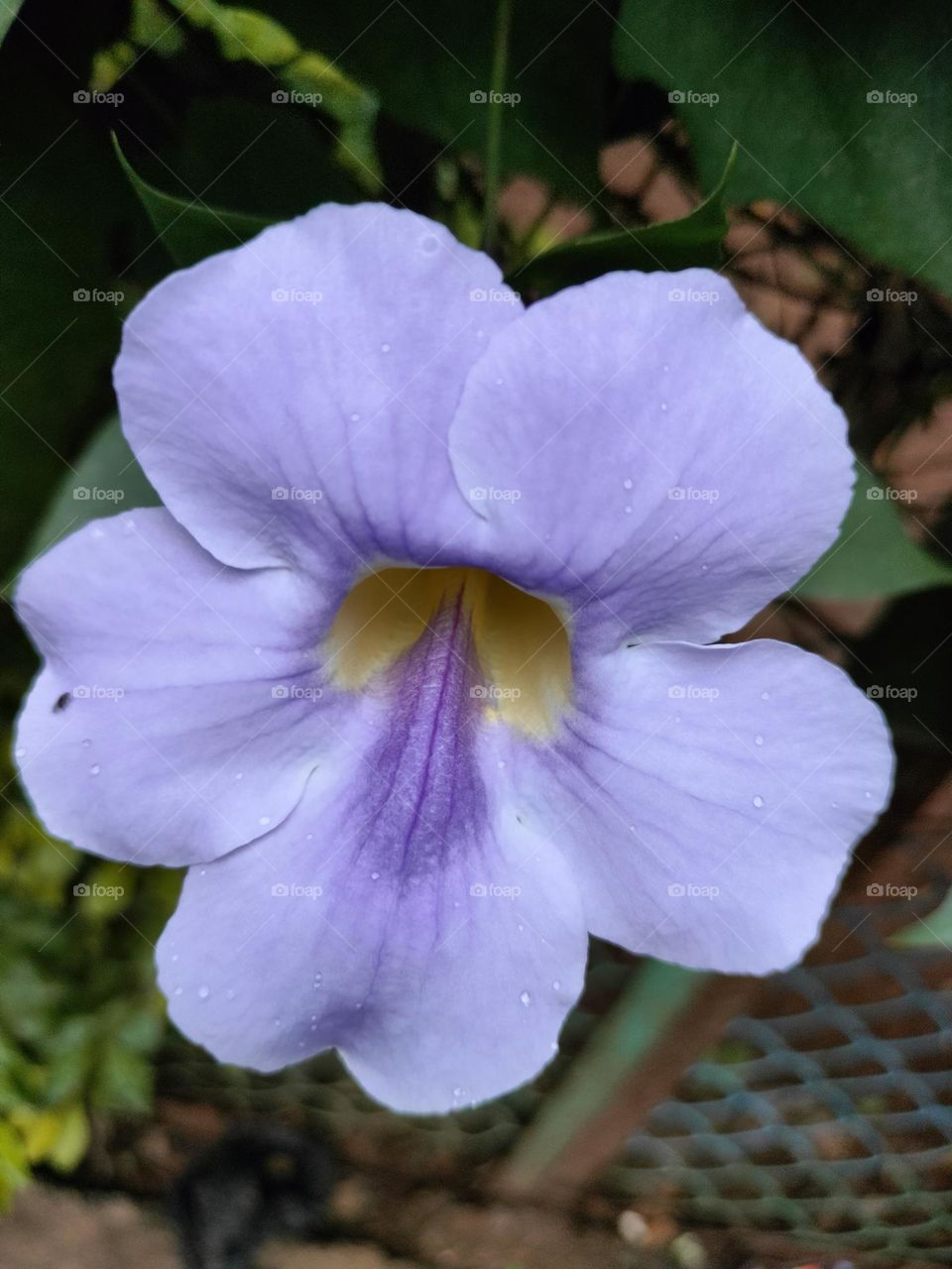 Blue Colour flower World