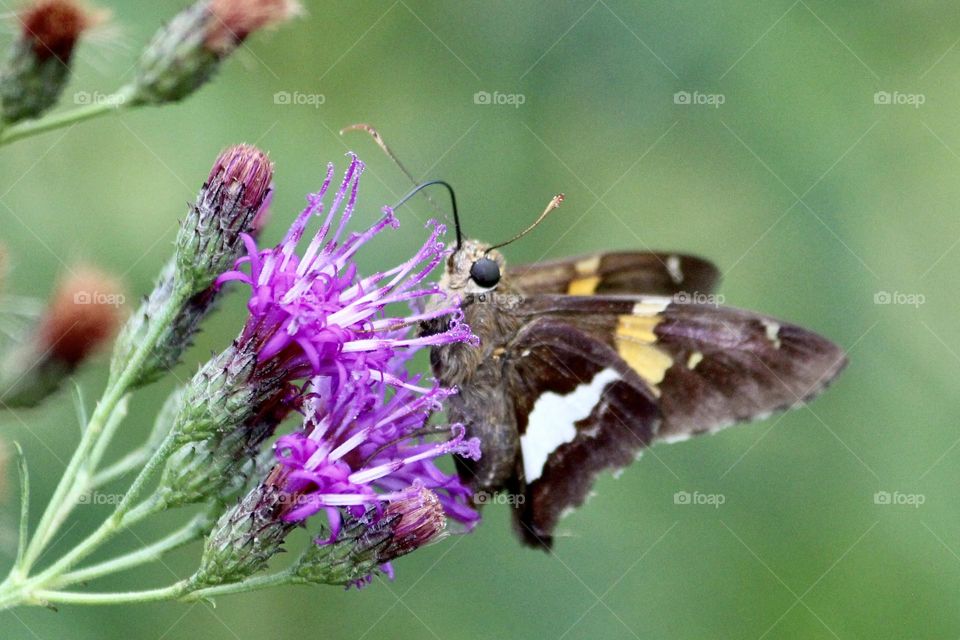 Skipper moth and purple flower