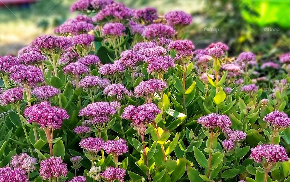 Pink flowers