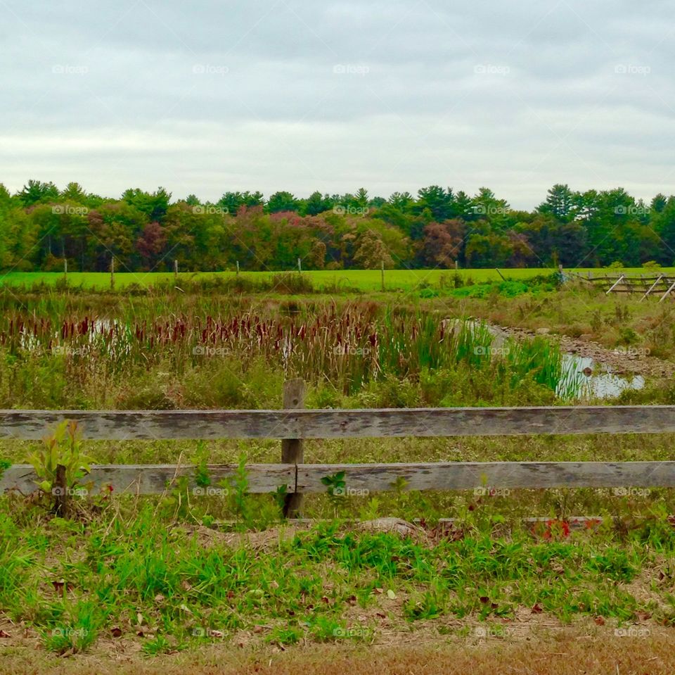 View of a green pastures