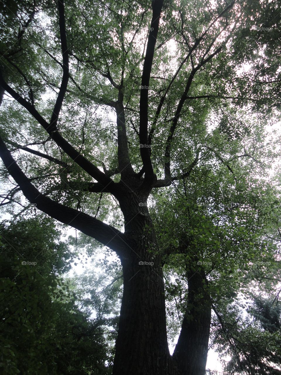 green tree sky background