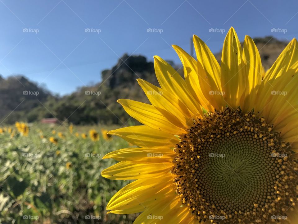 Sunflower field in thailand.