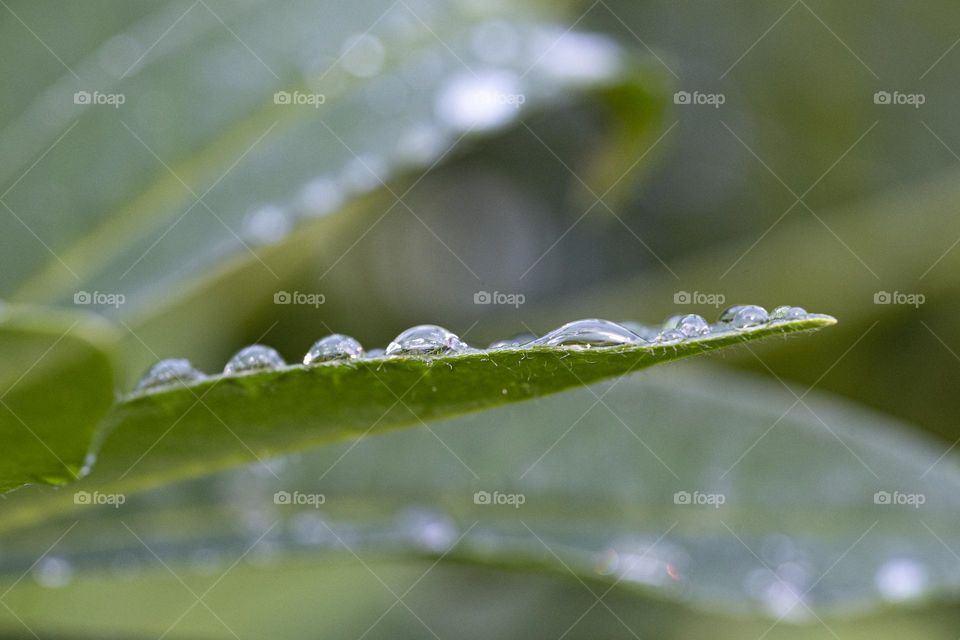 drops on leaf
