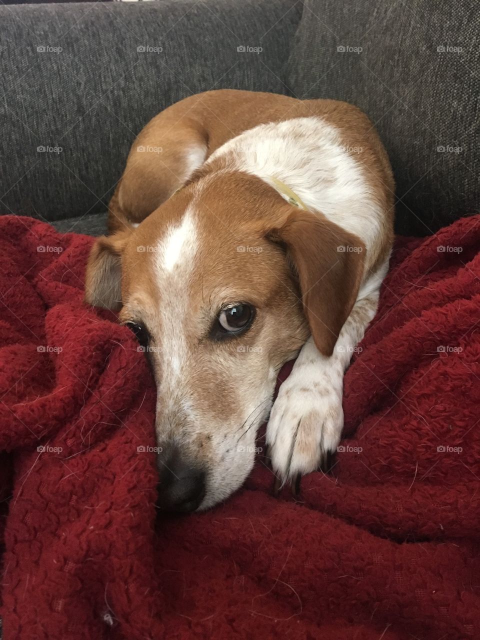 Sweet beagle fuzzy red blanket looking mutt