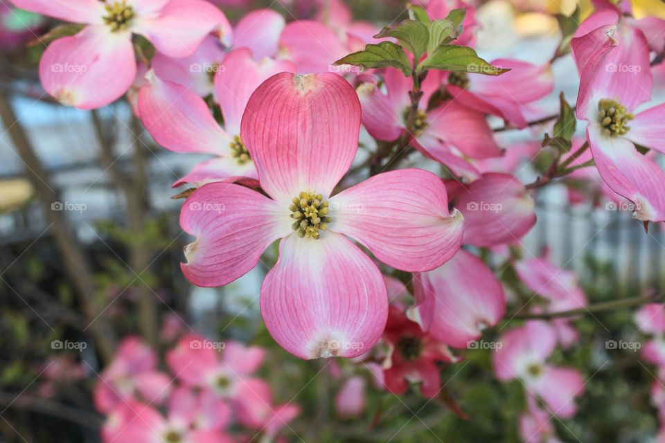 Close up of Cornus kousa, china girl , beautiful pink decorative plant.  Springtime