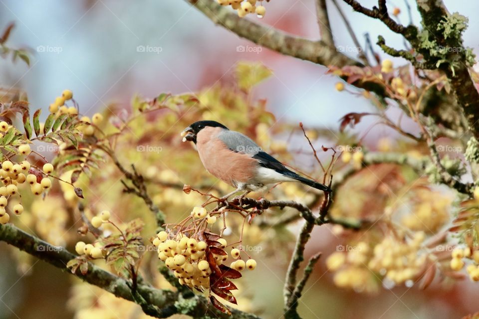 bullfinch on a branch