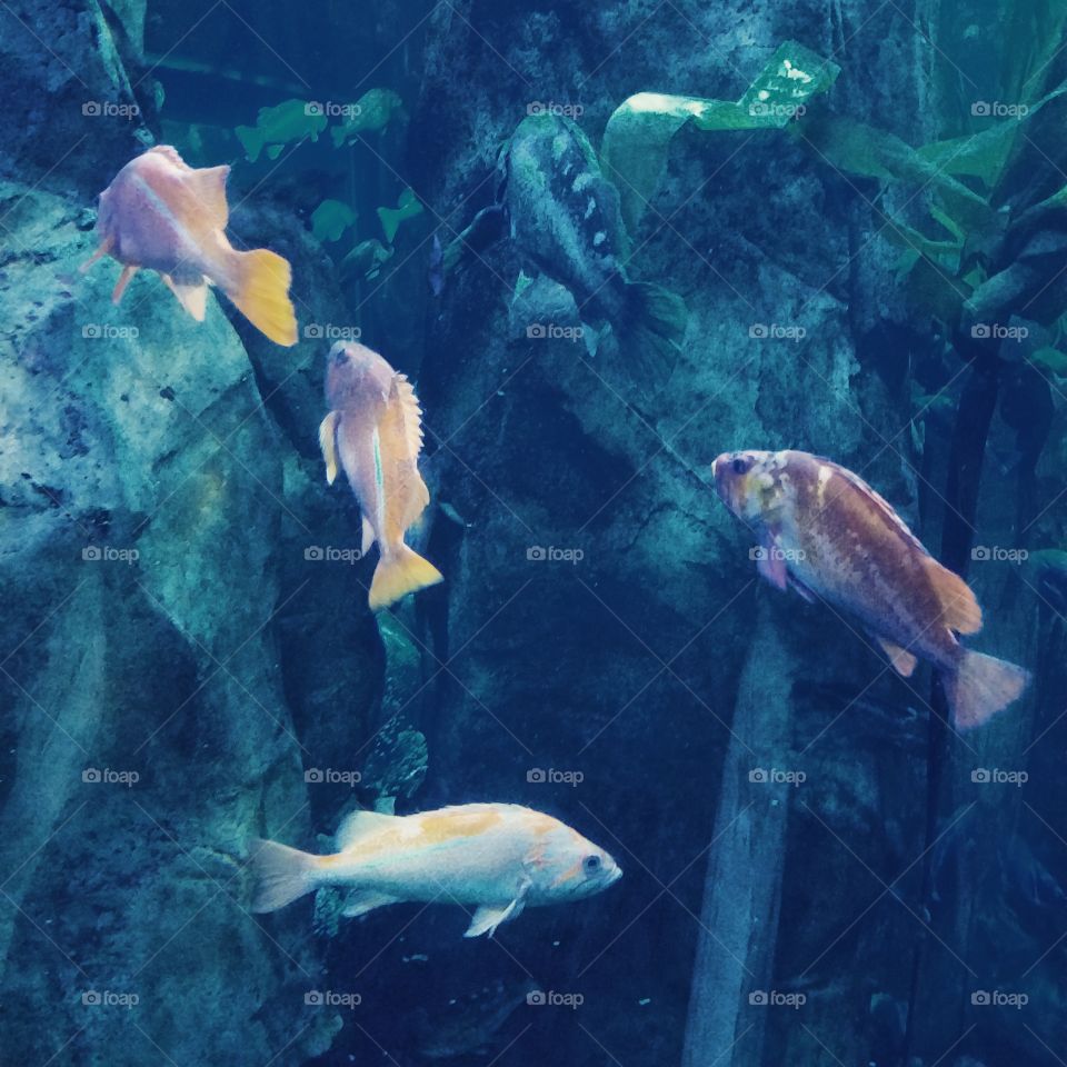 Newport Aquarium in Oregon