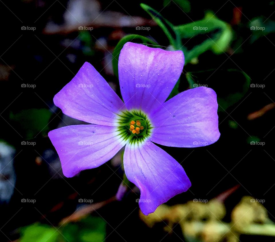 Violet Spring Flower 