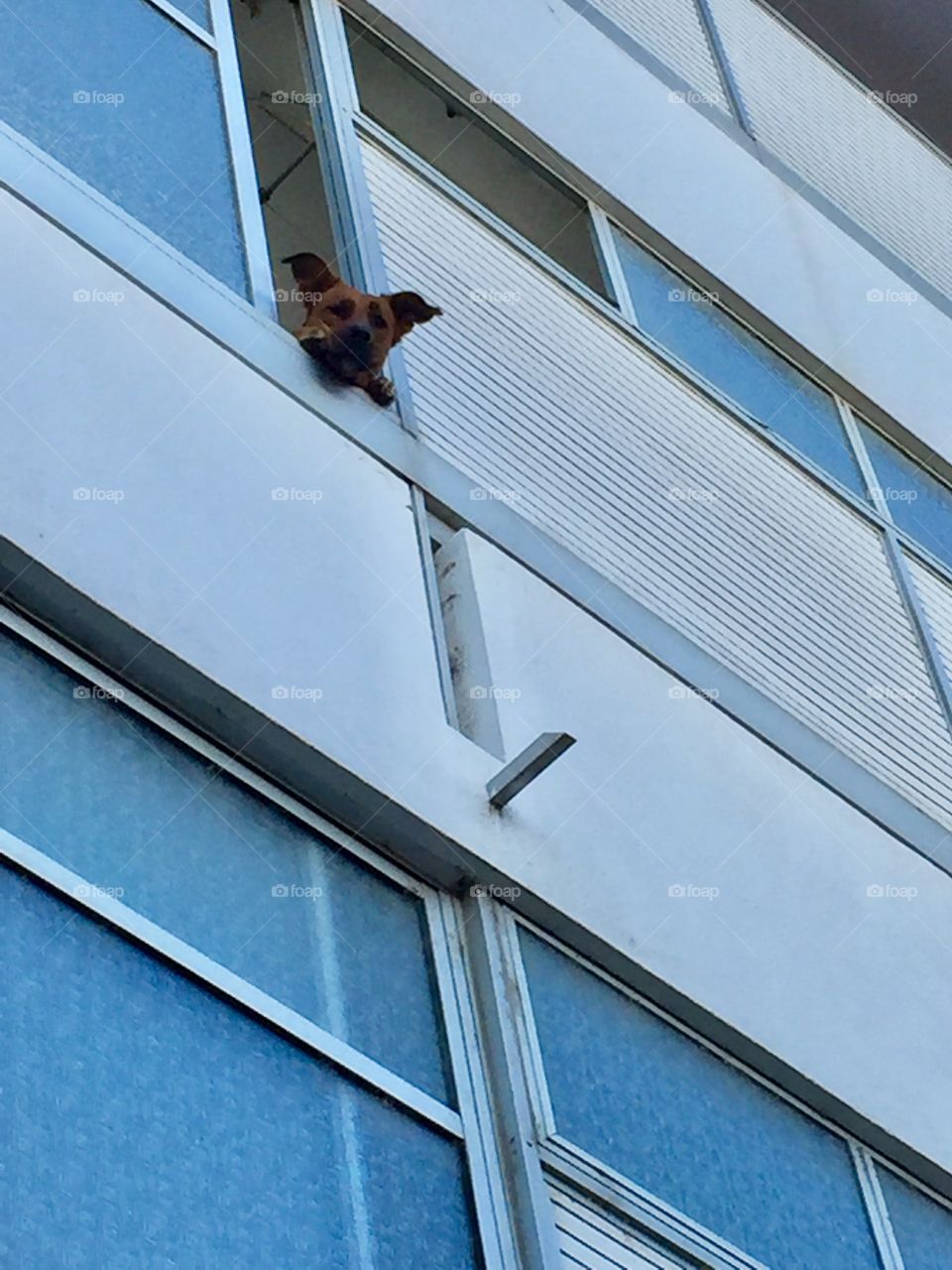 Dog looking out of a window