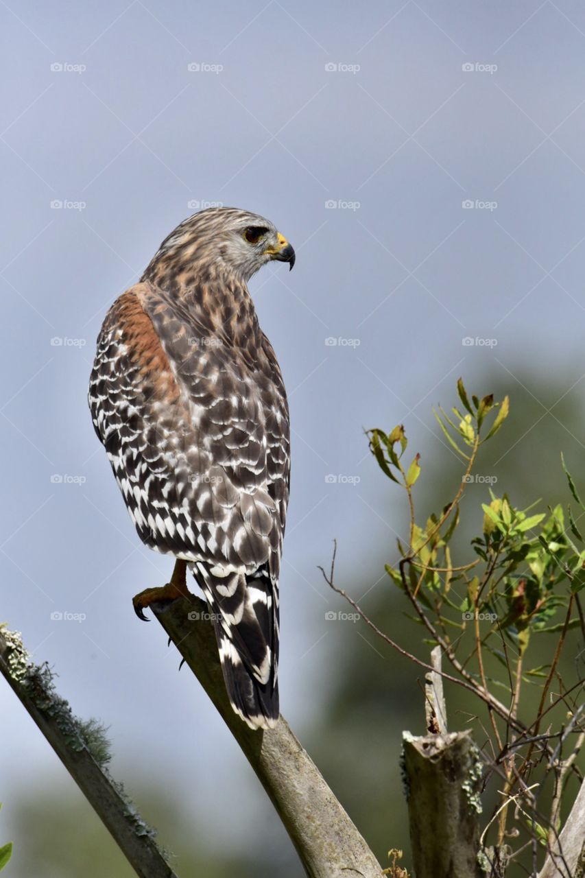 Red Shouldered Hawk