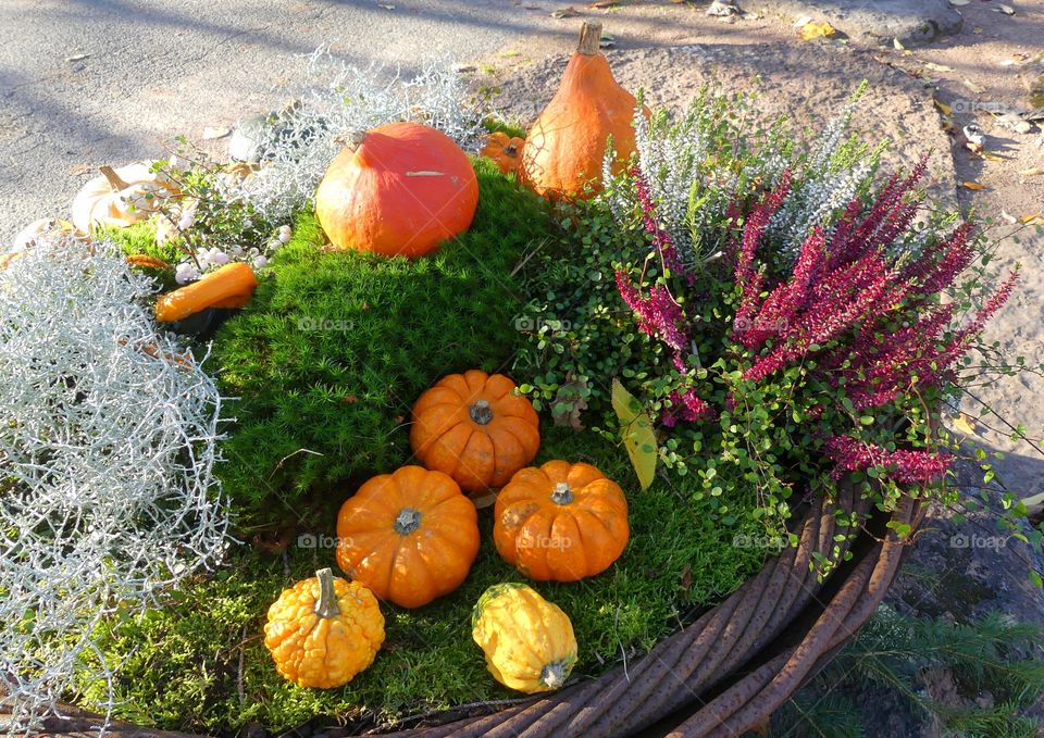 pumpkins decoration