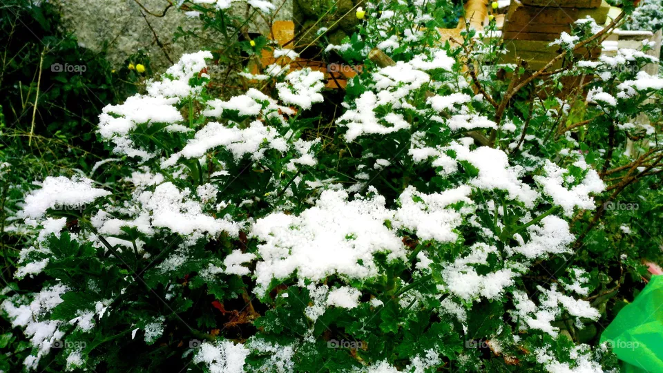 The snow covering the geranium leaves in a garden of the Italian island of Ischia