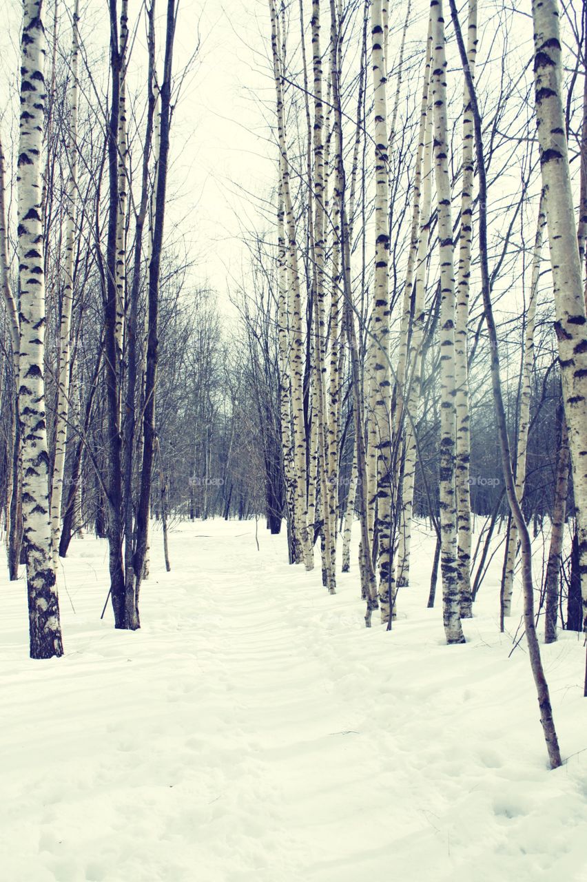birch grove in winter