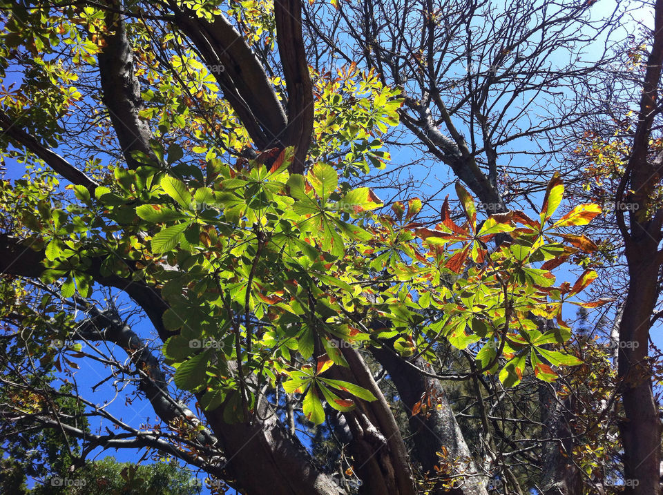 sky green blue trees by mariobrandao
