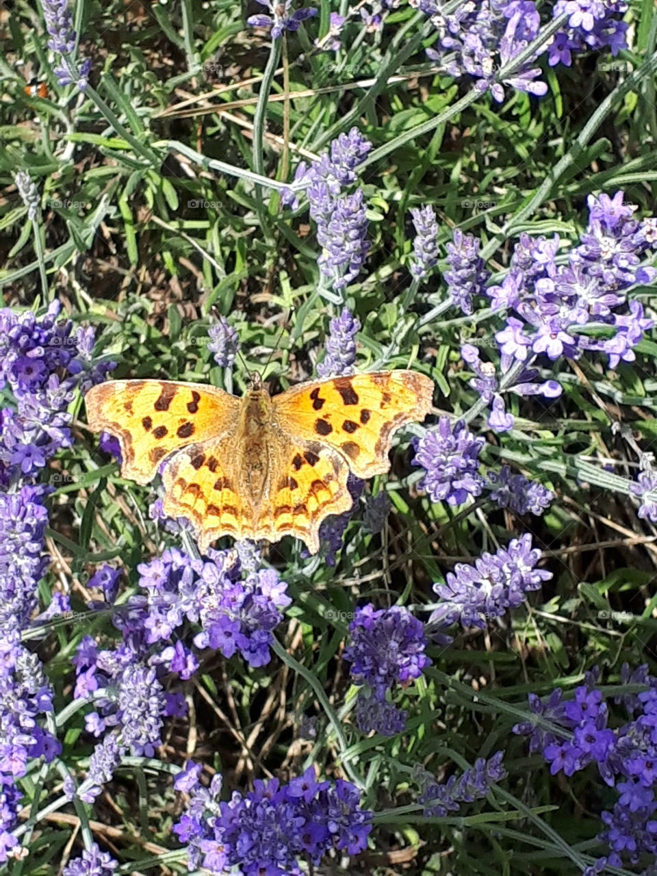 Butterfly On Lavender