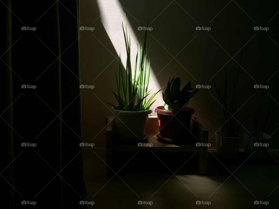 Window’s light shines through indoor plants