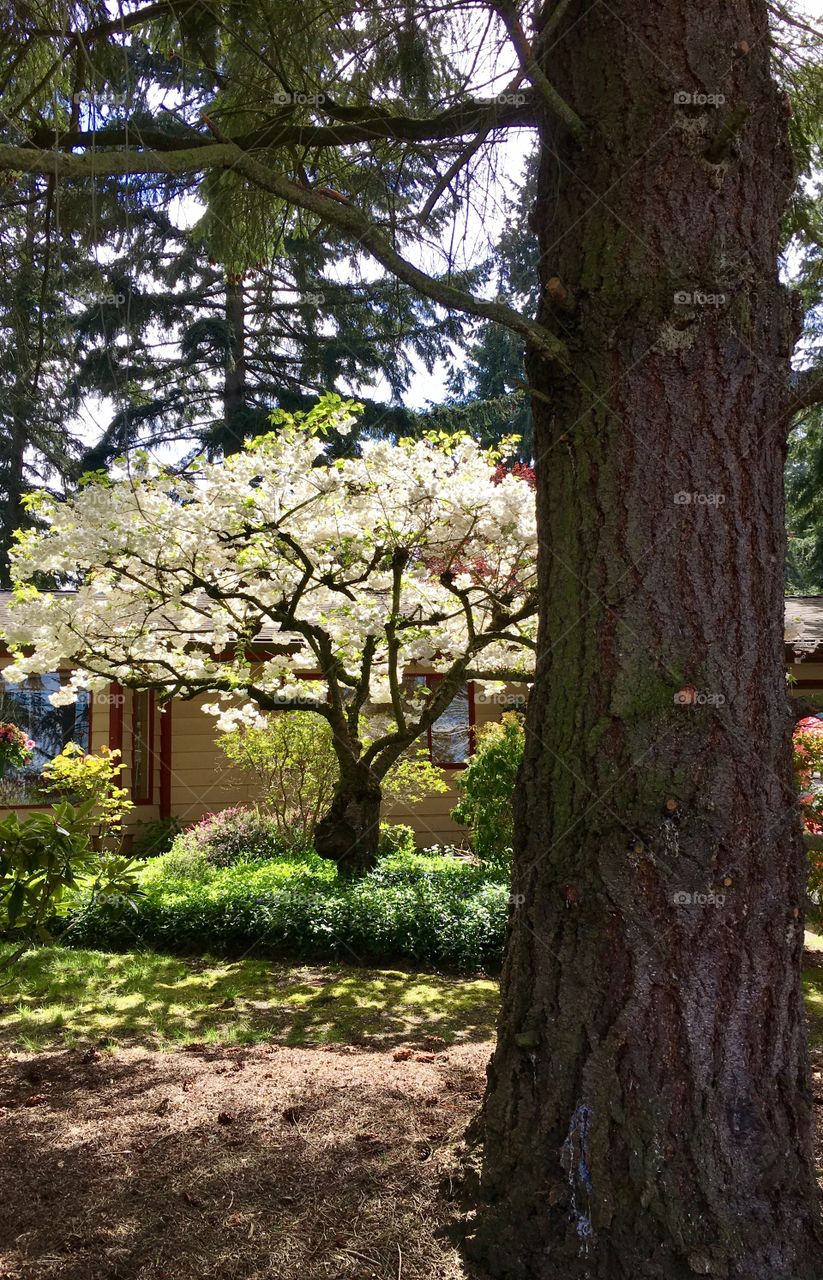Magical cherry tree ! Sun is hitting it for ultimate contrast! 