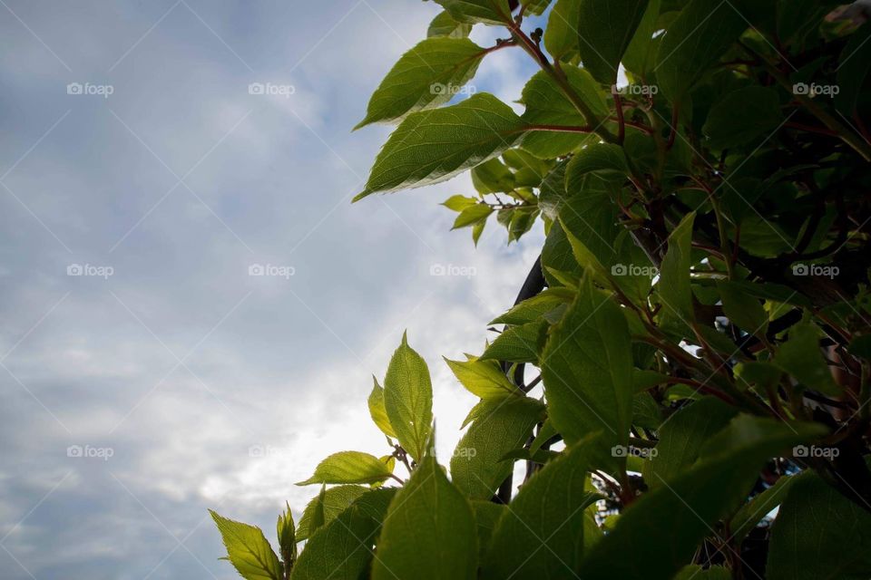 Leaves with sky
