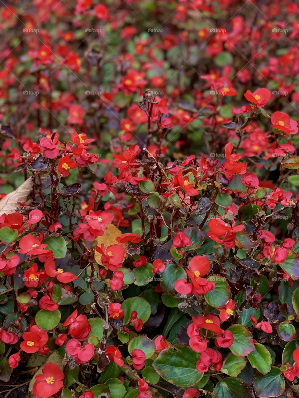 🌺