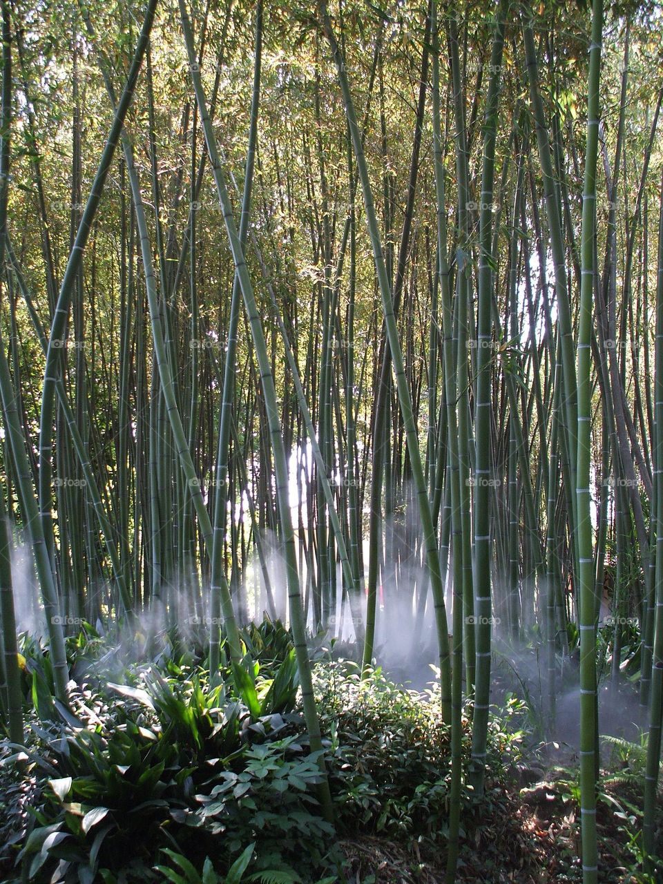 Bamboo