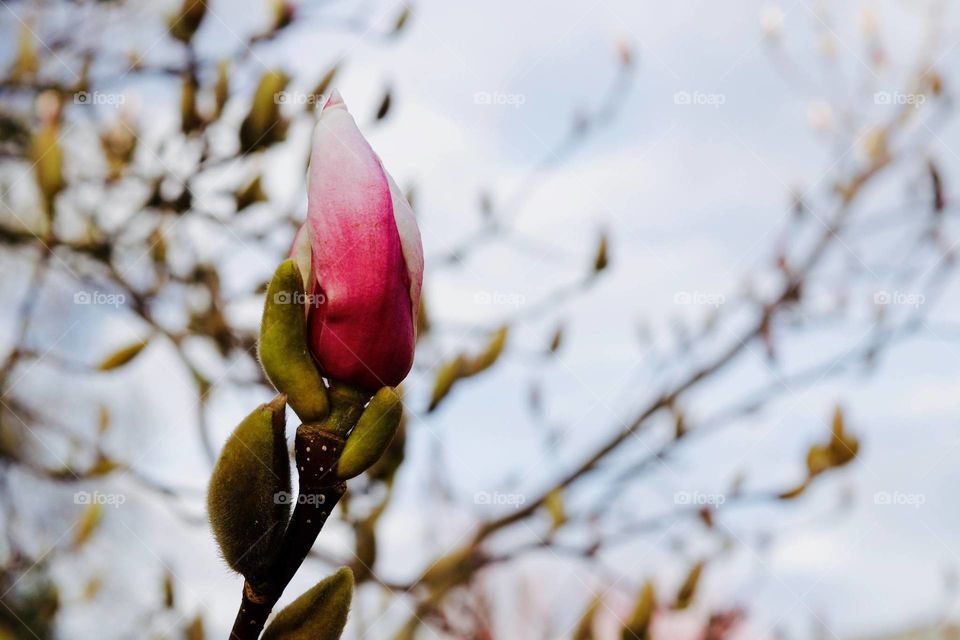 magnolia blooming spring