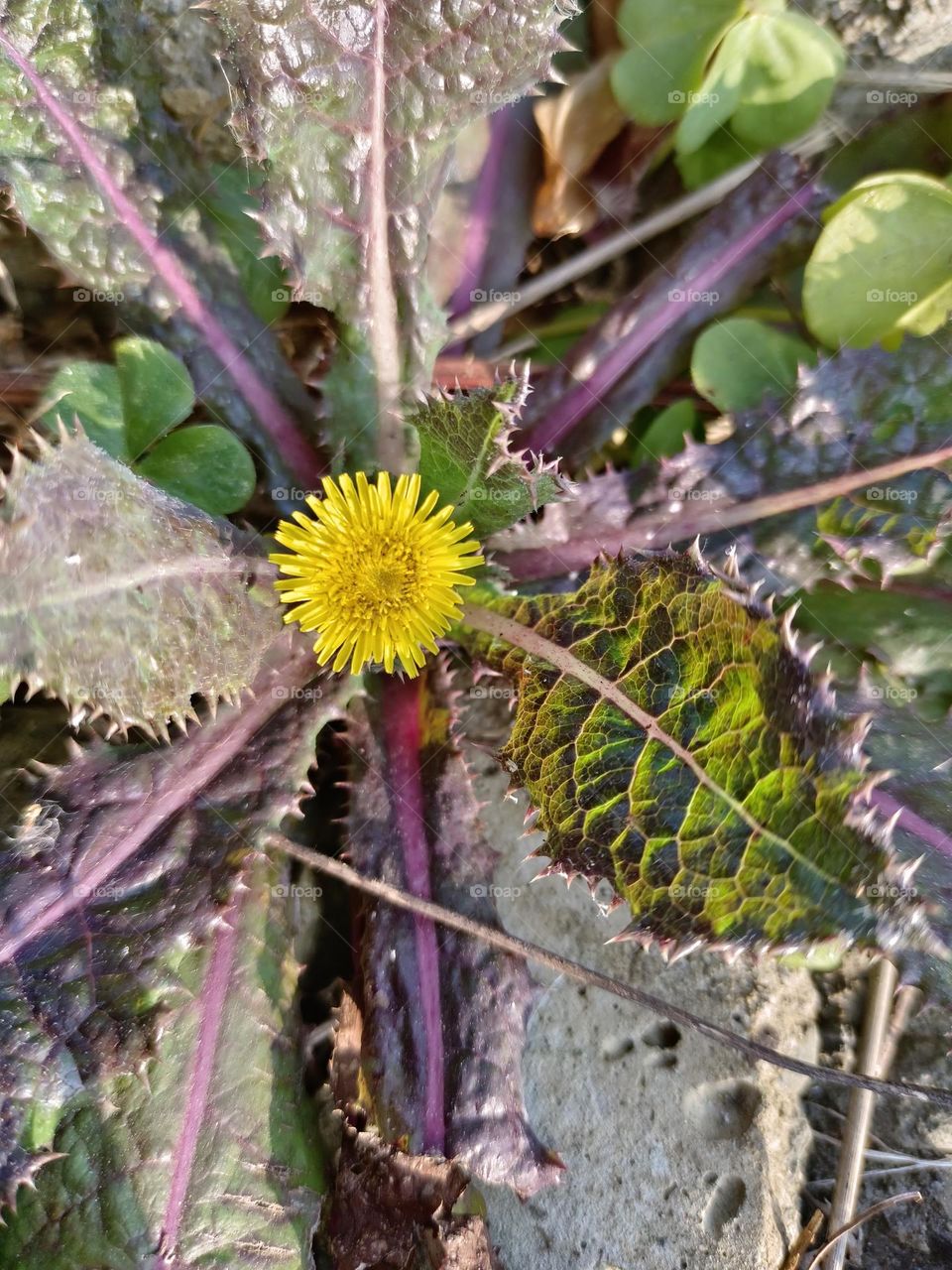 Common Sow Thistle