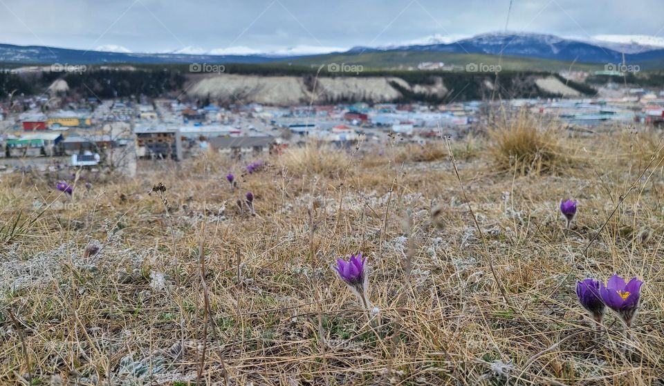 Springtime in Canada in May