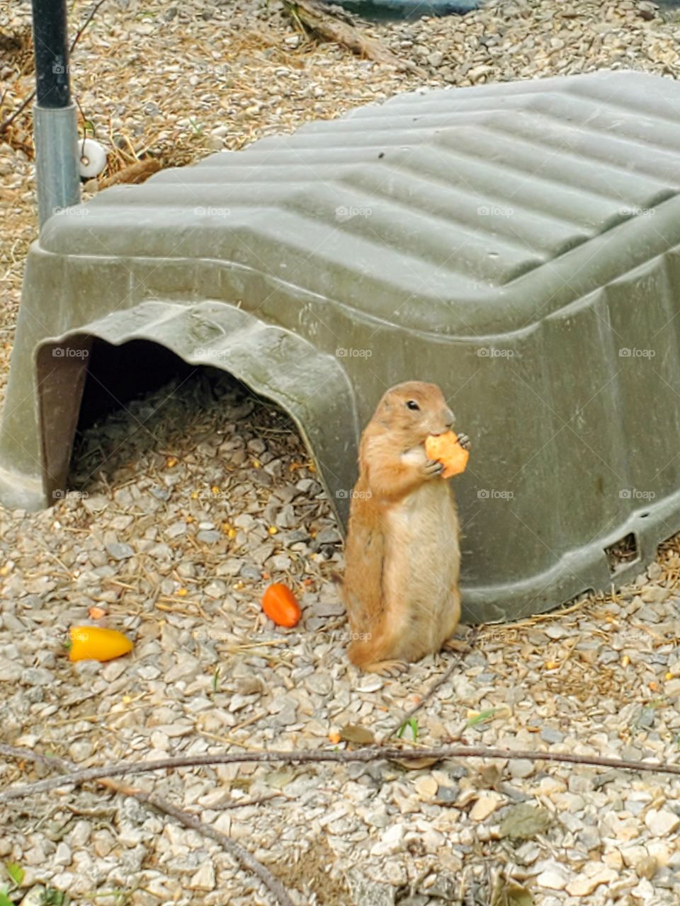 prarie dog