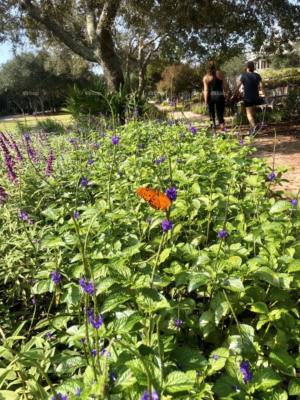 Two women walking away in sunny butterfly garden 