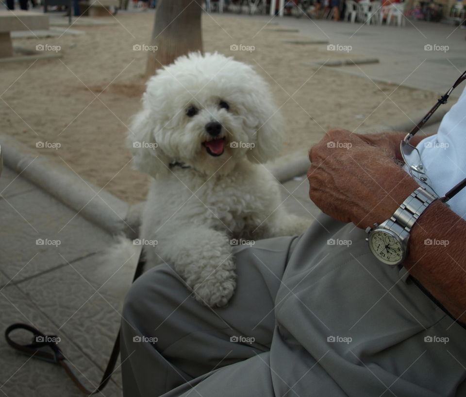 Smiling dog 